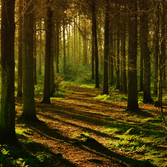 "Sunny forest" - Fertige individuelle Dual-Layer-Hülle für das iPhone