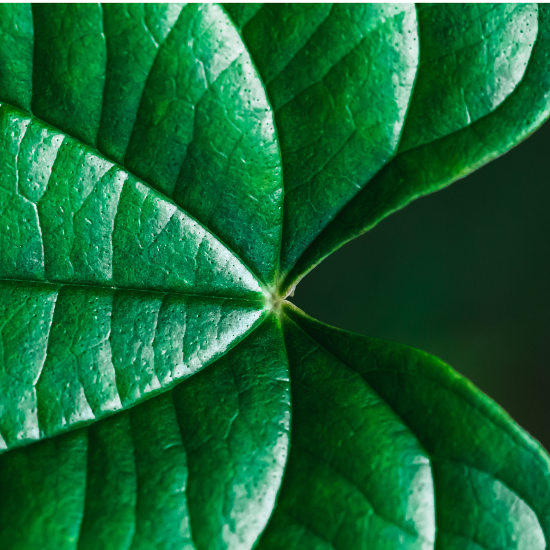 "Tropical leaves" - Ready-made Custom Dual-layer case for iPhone